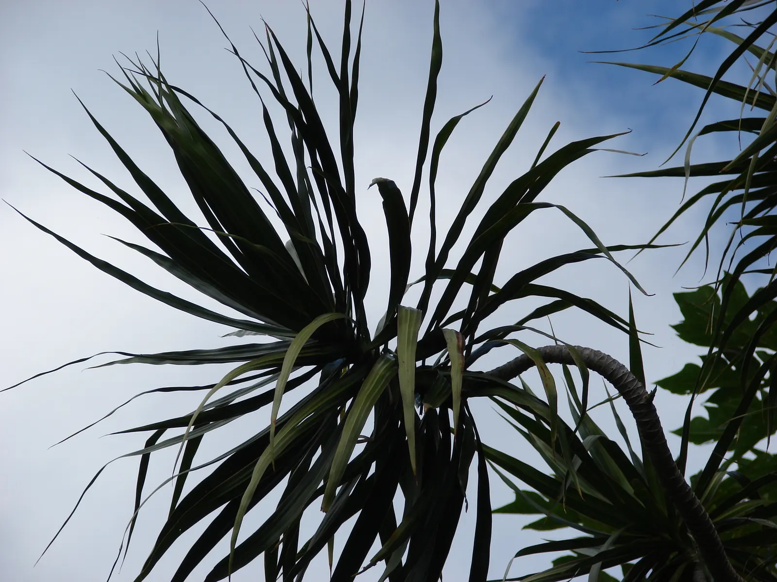 Red-Edged Dracaena (Dracaena Marginata) — imparting an exotic flair to its surroundings; this plant is characterized by its narrow leaves with vivid red edges