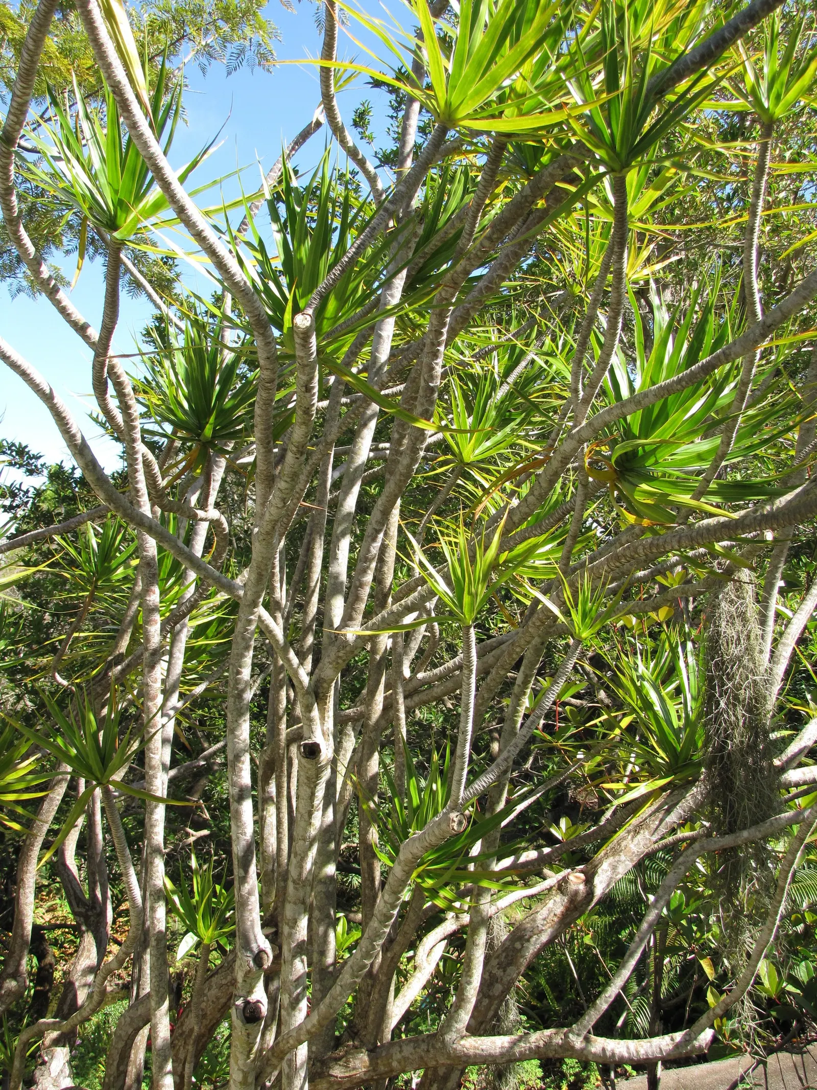 Red-Edged Dracaena (Dracaena Marginata) — tolerant to occasional neglect; removing indoor pollutants and improving air quality.<br><br>When designing a space