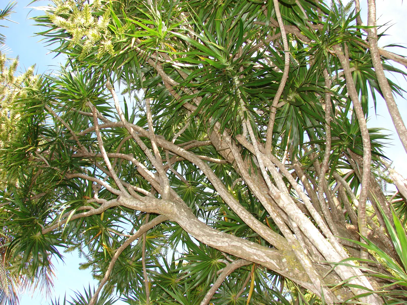 Red-Edged Dracaena (Dracaena Marginata) — The Red-Edged Chevron Plant