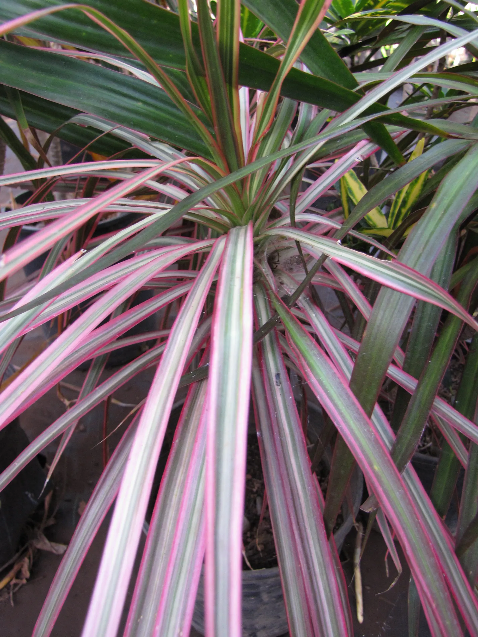 Red-Edged Dracaena (Dracaena Marginata) — tree for half or shade