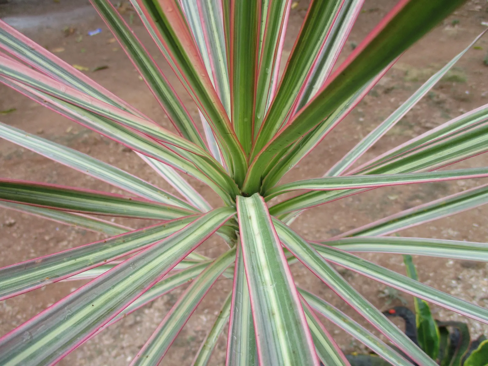 Red-Edged Dracaena (Dracaena Marginata) — This species flourishes in well-draining soil and requires moderate moisture