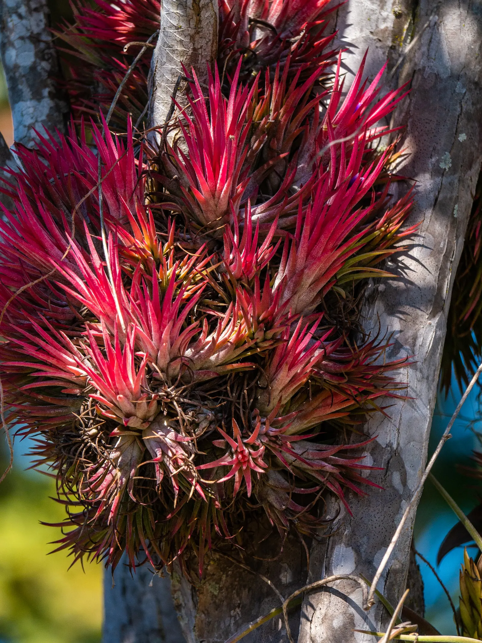 Red-Edged Dracaena (Dracaena Marginata) — arching leaves that boast vibrant red edges; it acts as a natural air purifier
