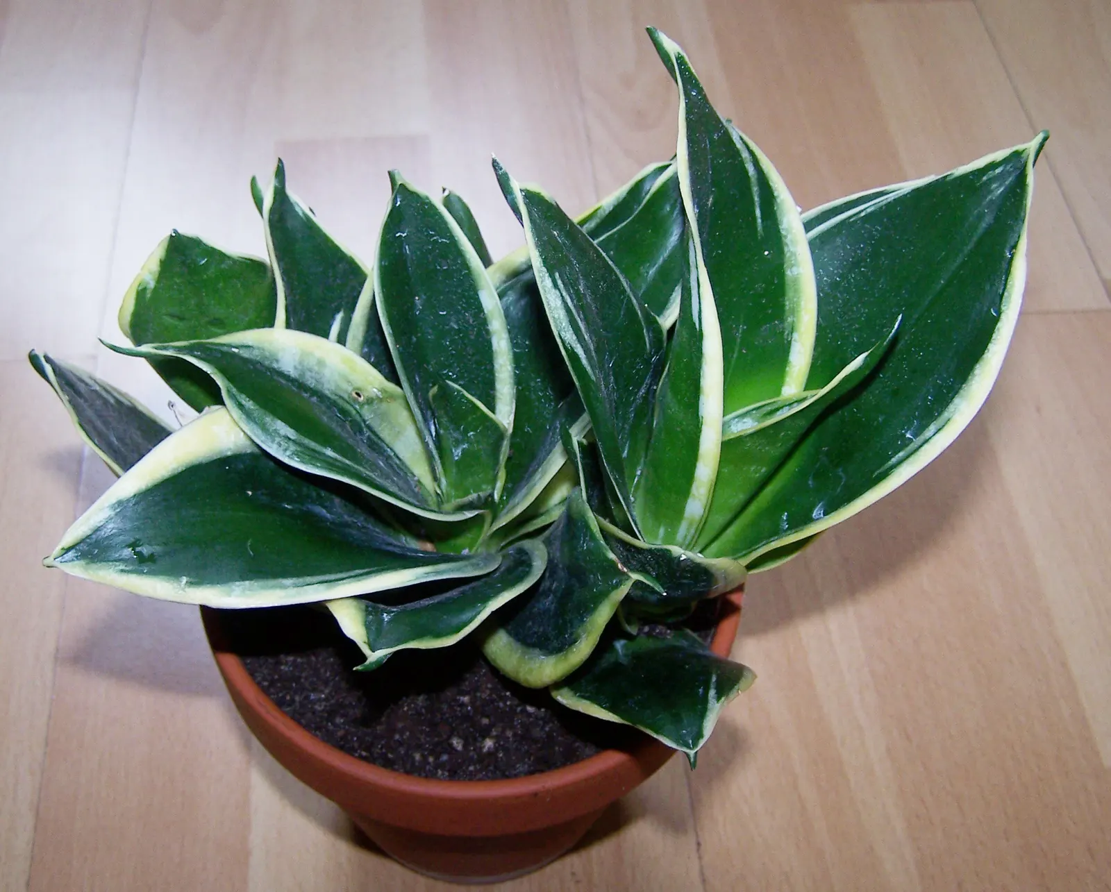 Red-Edged Dracaena (Dracaena Marginata) — imparting an exotic flair to its surroundings; this plant is characterized by its narrow leaves with, image 59