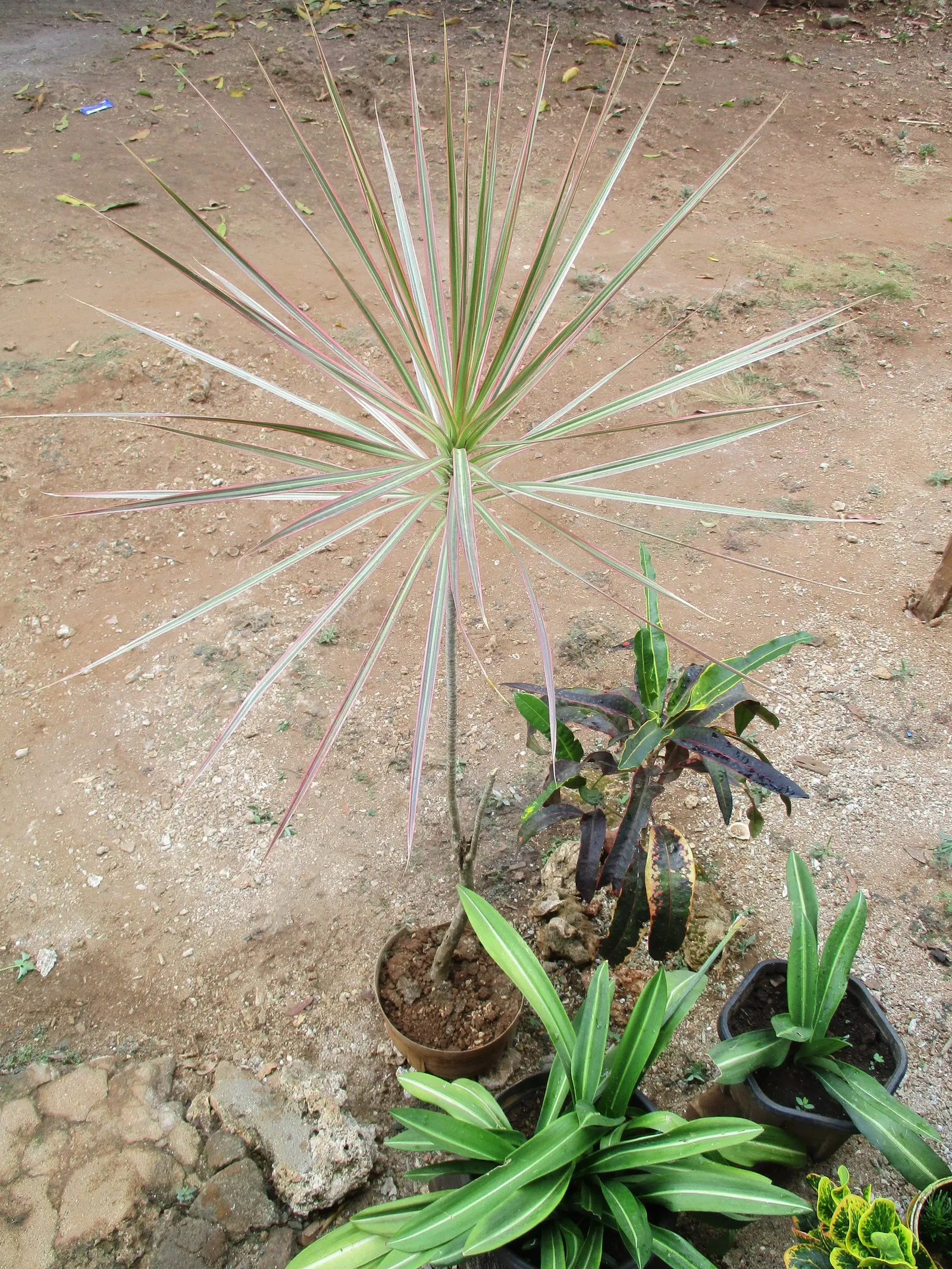Red-Edged Dracaena (Dracaena Marginata) — creating a balanced and harmonious aesthetic