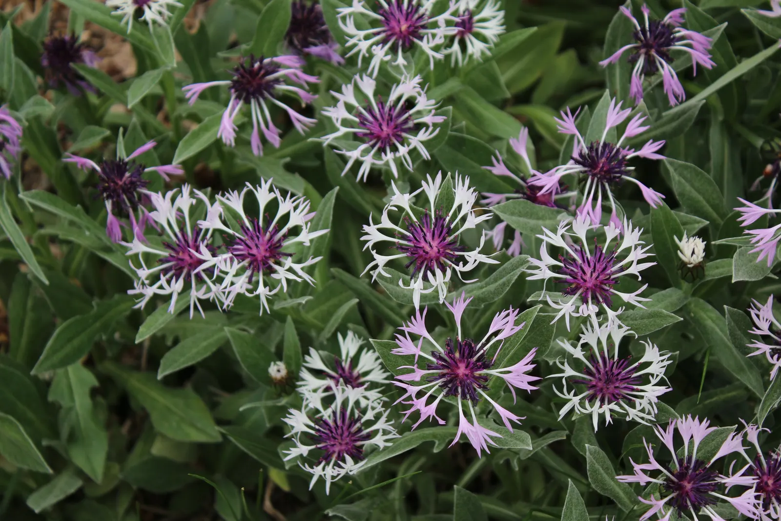 Amethyst In Snow Bluet (Centaurea Montana 'Amethyst In Snow') — This perennial reaches 12-18 inches in height with a similar spread, flourishing in USDA zones