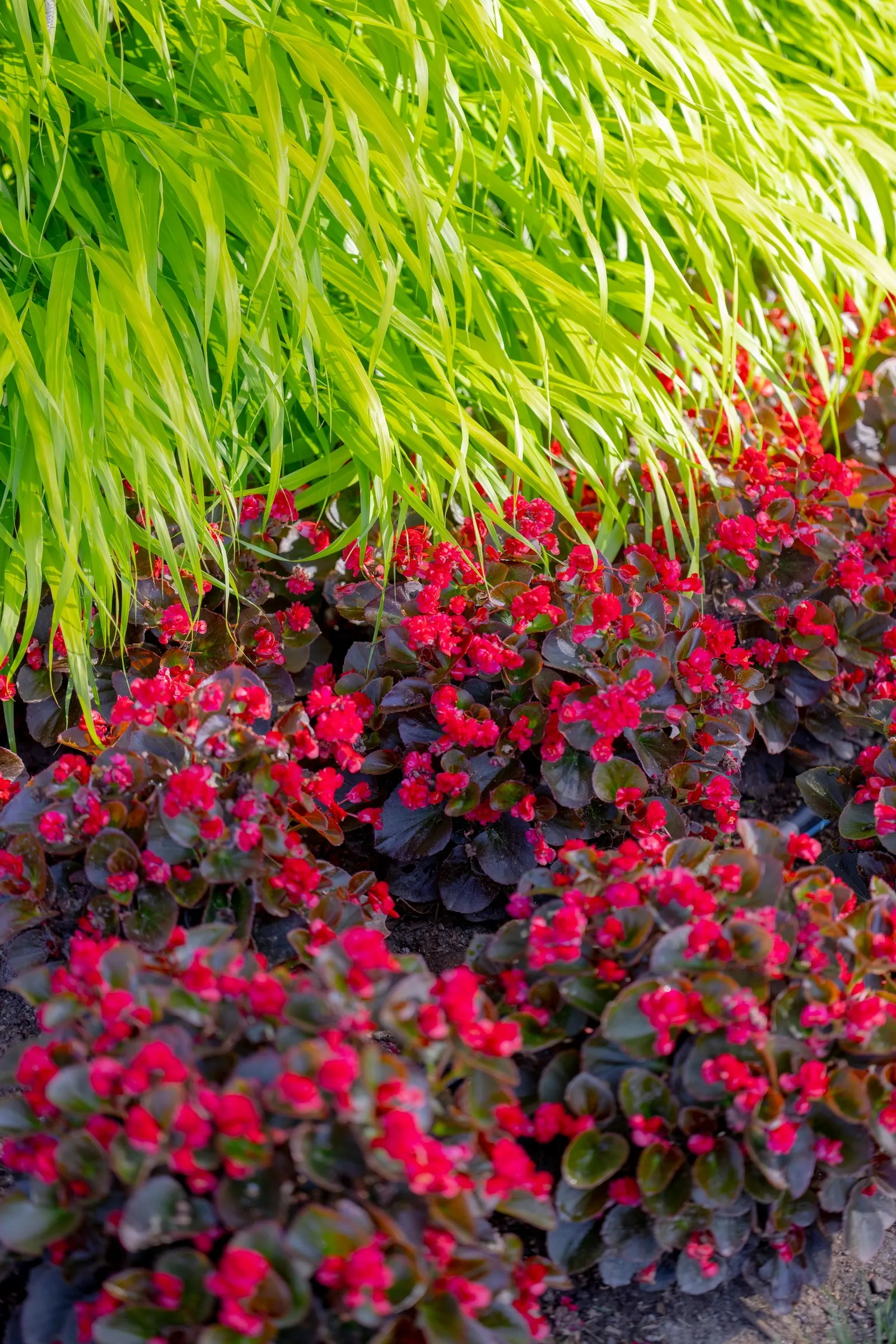 Cherry Cordial™ Begonia — is a richly colored annual from the Proven Winners® collection