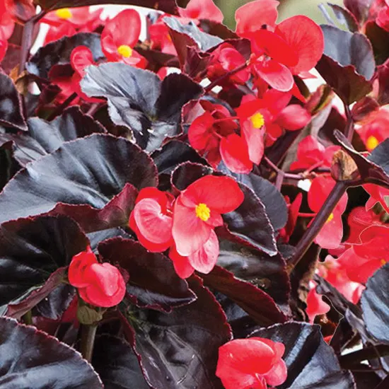 Cherry Cordial™ Begonia — almost velvety presence to mixed plantings