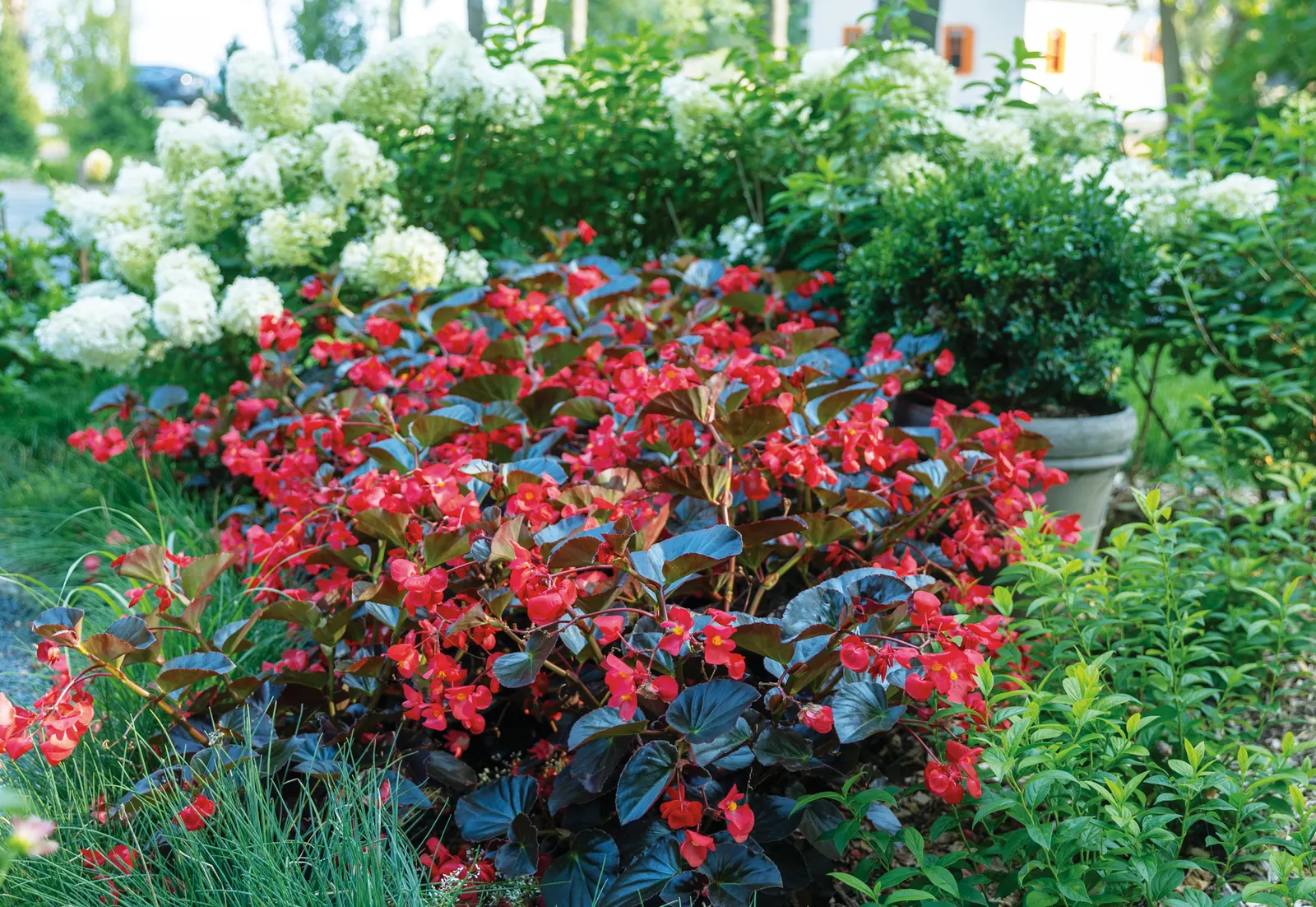 Cherry Cordial™ Begonia — Hardy in USDA Zones 10-11