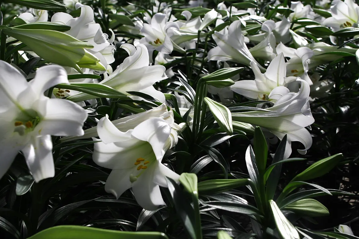 Easter Lily (Lilium Longiflorum) — Easter Lily (Lilium longiflorum) exudes elegance with its trumpet-shaped; mature height is about 18-36 inches, image 101