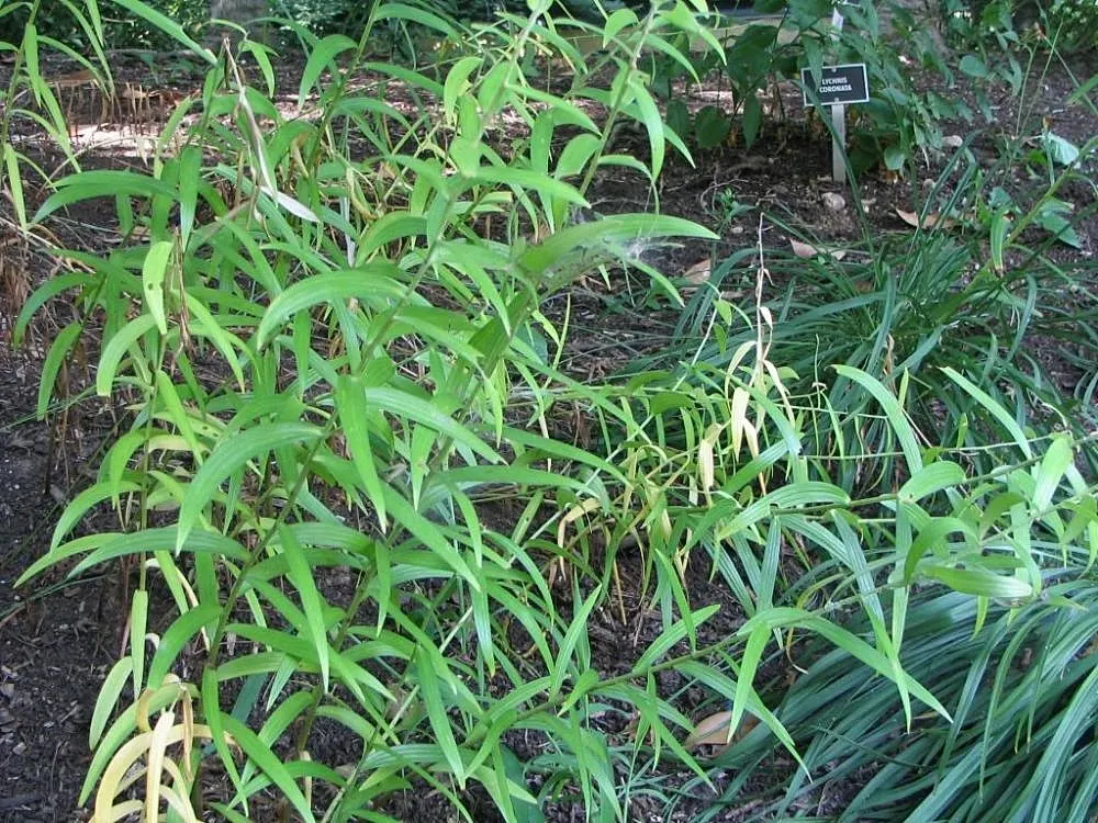 Easter Lily (Lilium Longiflorum) — trumpet-shaped blossoms that exude an intoxicating fragrance; enhancing any garden design or Easter display, image 110