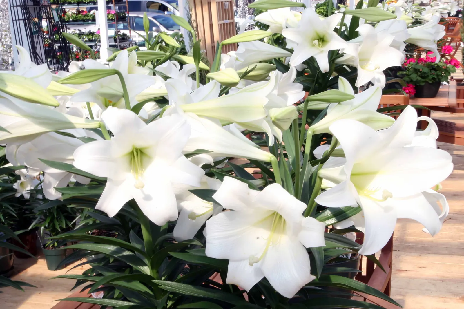 Easter Lily (Lilium Longiflorum) — is a heralded bulbous perennial; arrayed in an impressive display atop sturdy, image 68