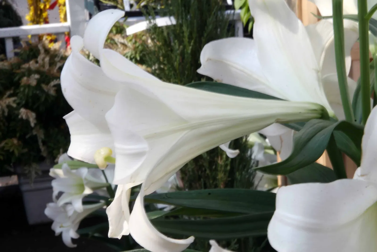 Easter Lily (Lilium Longiflorum) — Ideal for borders or as a focal point; the pristine white blooms can span 6 to 7 inches in length, image 105