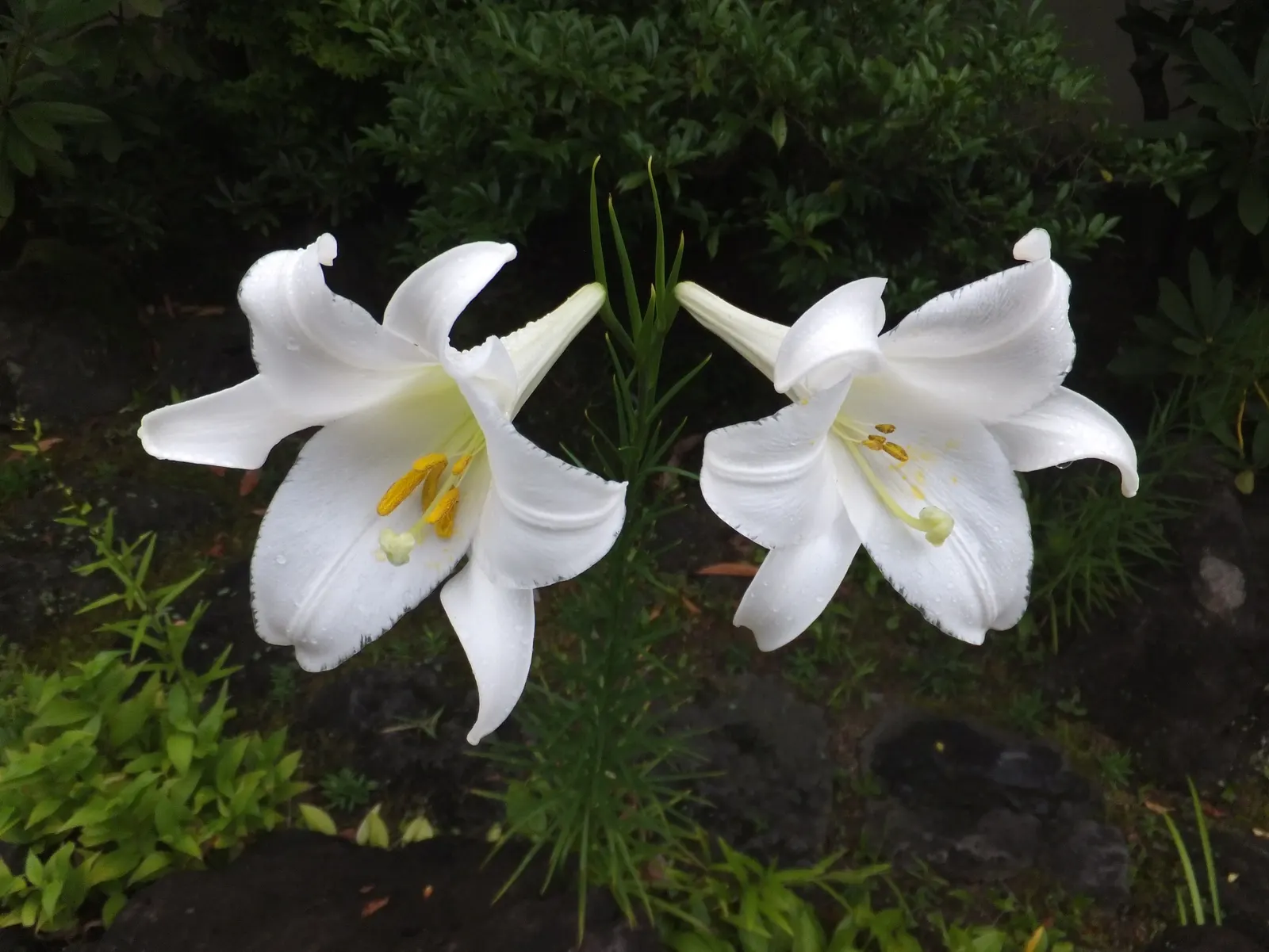 Easter Lily (Lilium Longiflorum) — bulb with multi-colored and white and yellow blooms; trumpet-shaped blossoms that exude an intoxicating fragrance, image 59