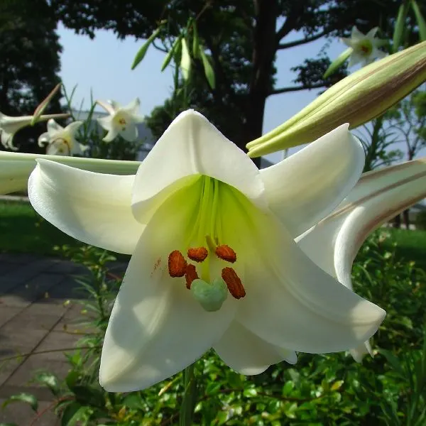 Easter Lily (Lilium Longiflorum) — it symbolizes hope and purity; bulb with multi-colored and white and yellow blooms, image 46