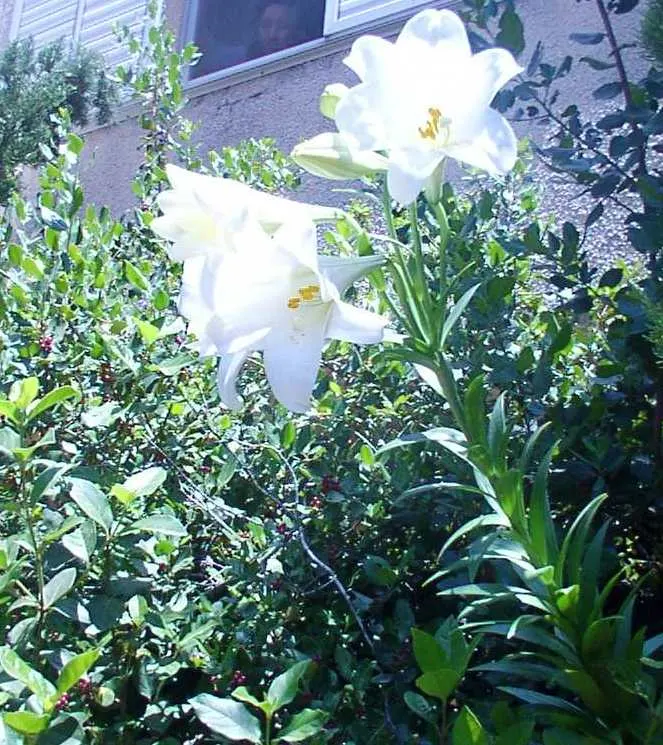 Easter Lily (Lilium Longiflorum) — enhancing any garden design or Easter display; it symbolizes hope and purity, image 107