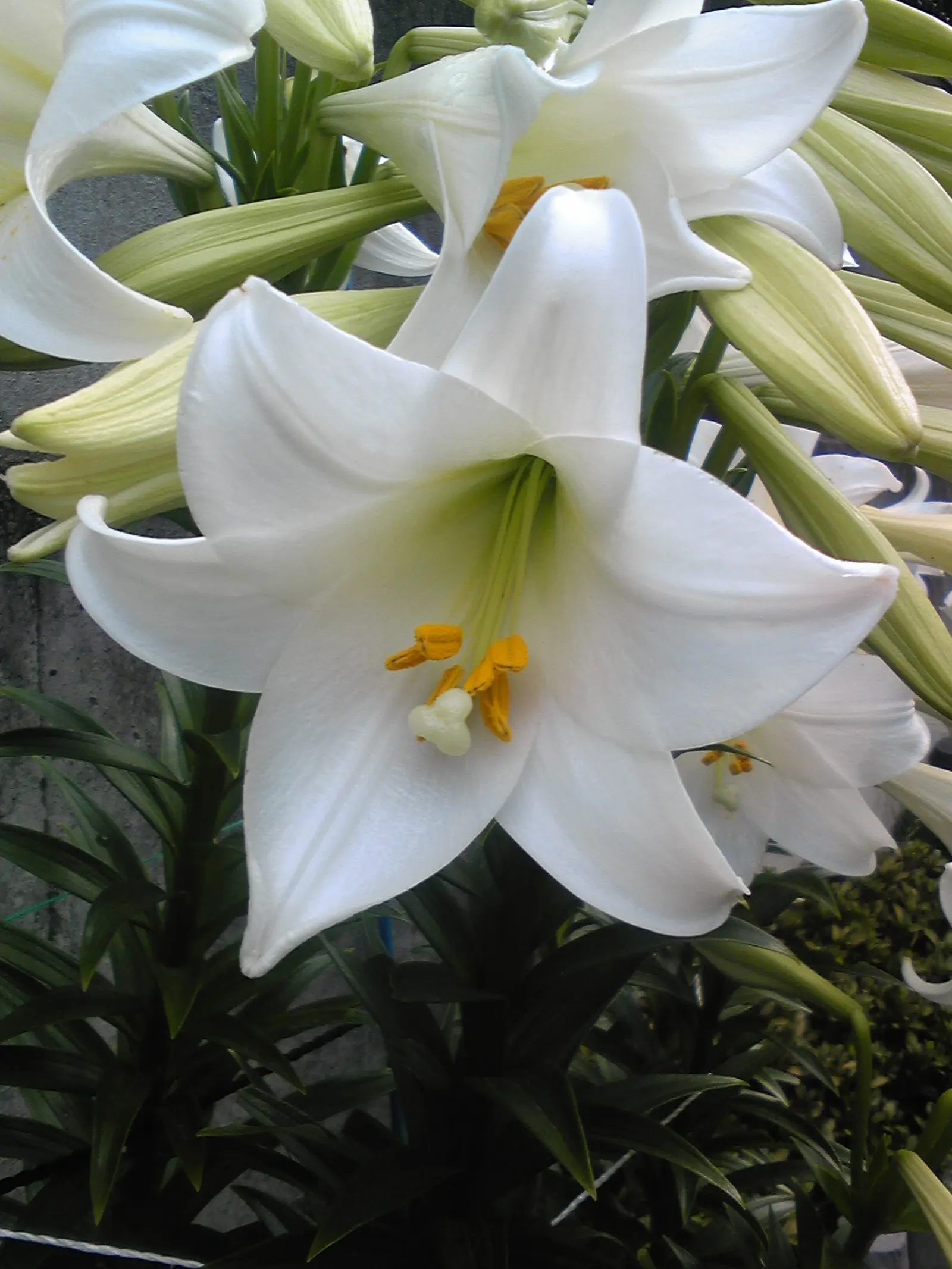 Easter Lily (Lilium Longiflorum) — Thriving in USDA zones 4-9, it requires well-drained soil in full sun to partial shade; multi-colored and white, image 63