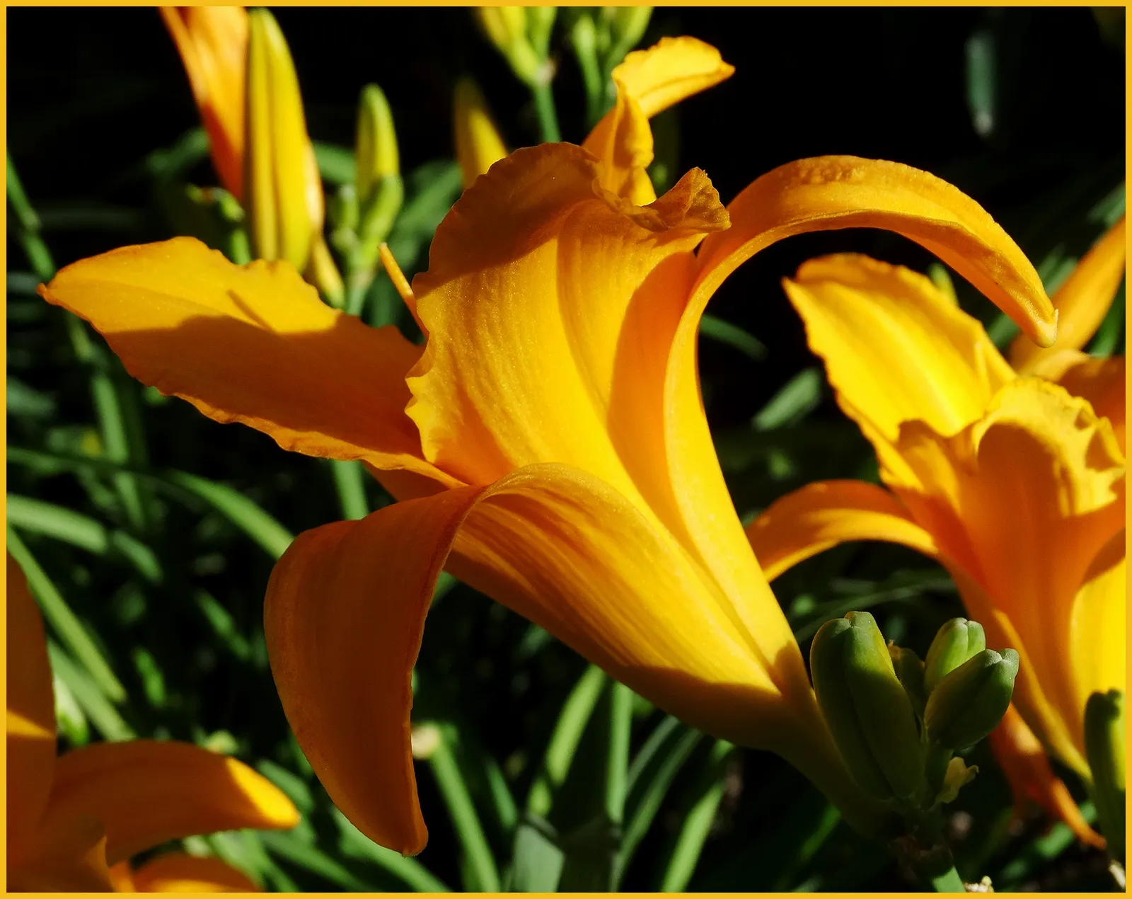 Easter Lily (Lilium Longiflorum) — The pristine white blooms can span 6 to 7 inches in length; easter Lily (Lilium longiflorum) exudes elegance, image 72