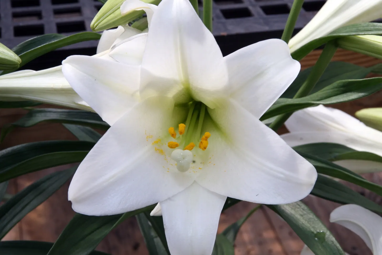 Easter Lily (Lilium Longiflorum) — Lilium longiflorum thrives in full sun to partial shade; to optimize its potential, image 54