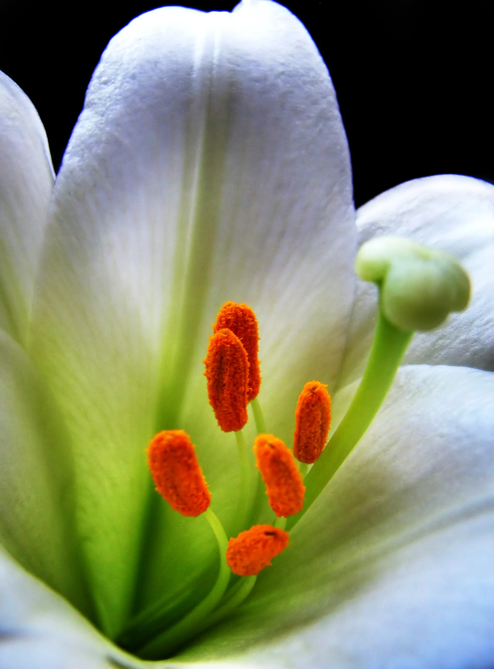 Easter Lily (Lilium Longiflorum) — arrayed in an impressive display atop sturdy; is a heralded bulbous perennial, image 53