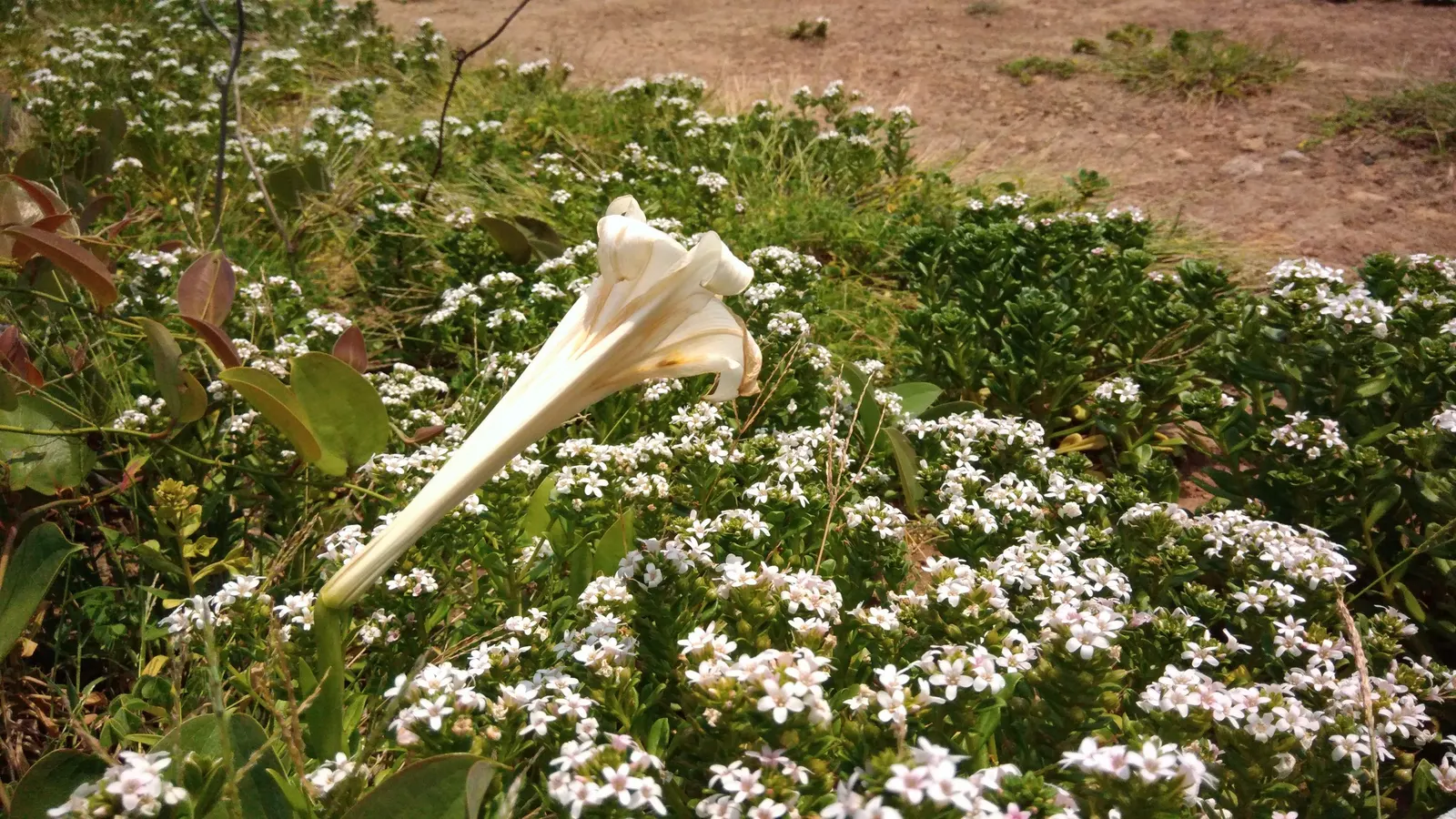 Easter Lily (Lilium Longiflorum) — enhancing any garden design or Easter display; it symbolizes hope and purity, image 67