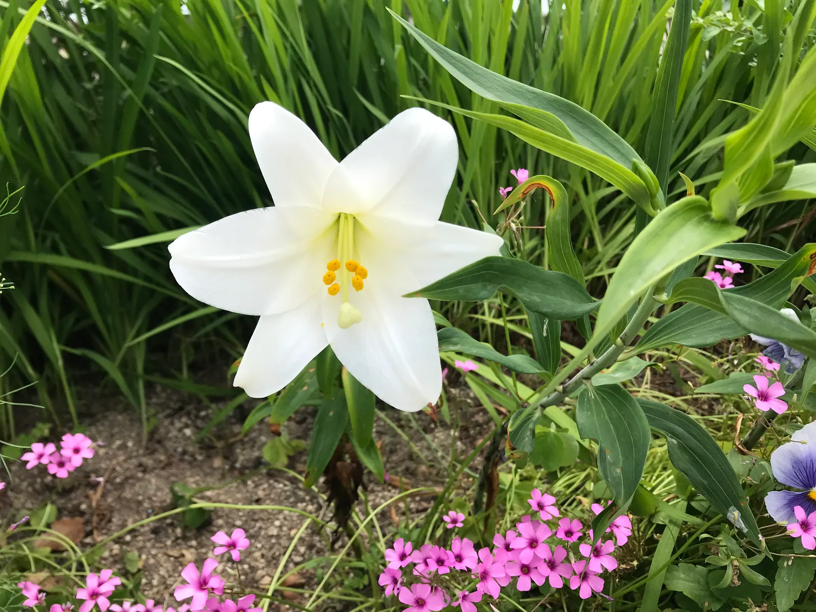 Easter Lily (Lilium Longiflorum) — bulb for full or half; the soil should be kept moist