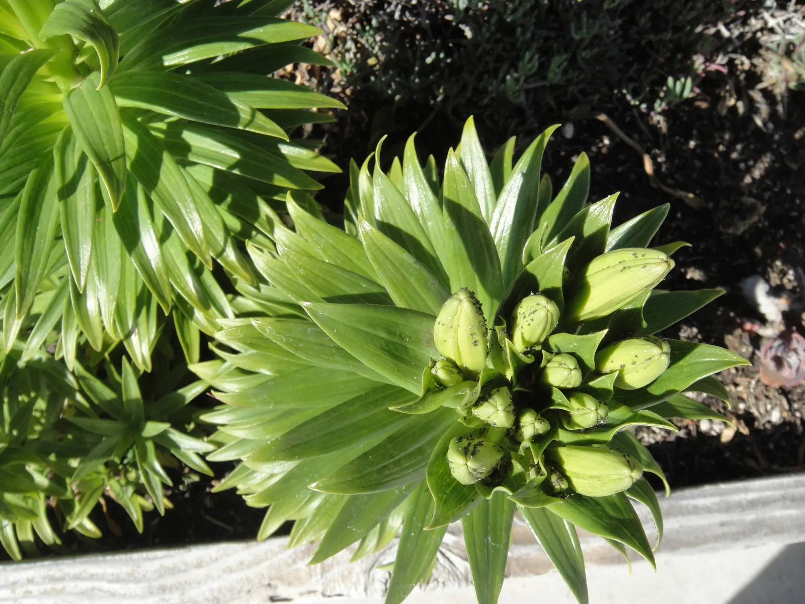 Easter Lily (Lilium Longiflorum) — Mature height is about 18-36 inches with a spread of 12-18 inches; ideal for borders or as a focal point, image 44
