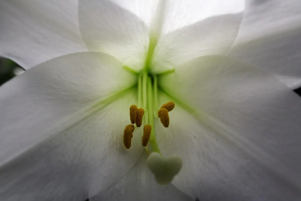Easter Lily (Lilium Longiflorum) — Easter Lily (Lilium longiflorum) exudes elegance with its trumpet-shaped; mature height is about 18-36 inches, image 41