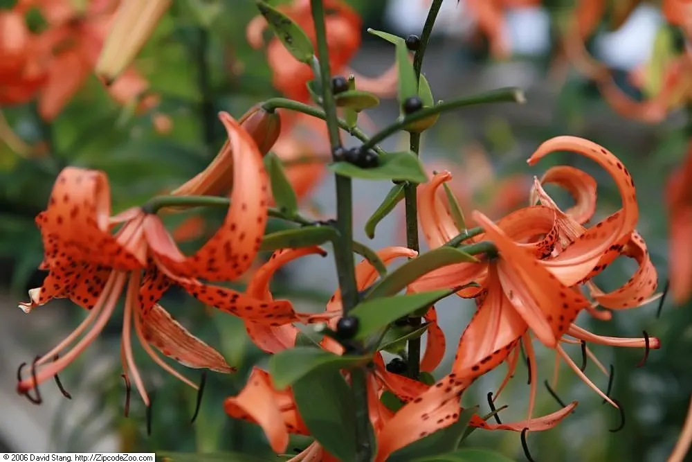 Easter Lily (Lilium Longiflorum) — The soil should be kept moist; it requires a site that offers at least six hours of direct sunlight and, image 97