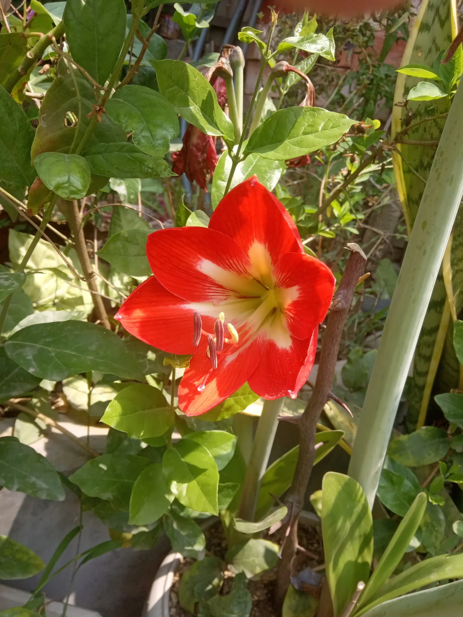 Easter Lily (Lilium Longiflorum) — Mature height is about 18-36 inches with a spread of 12-18 inches; ideal for borders or as a focal point, image 64