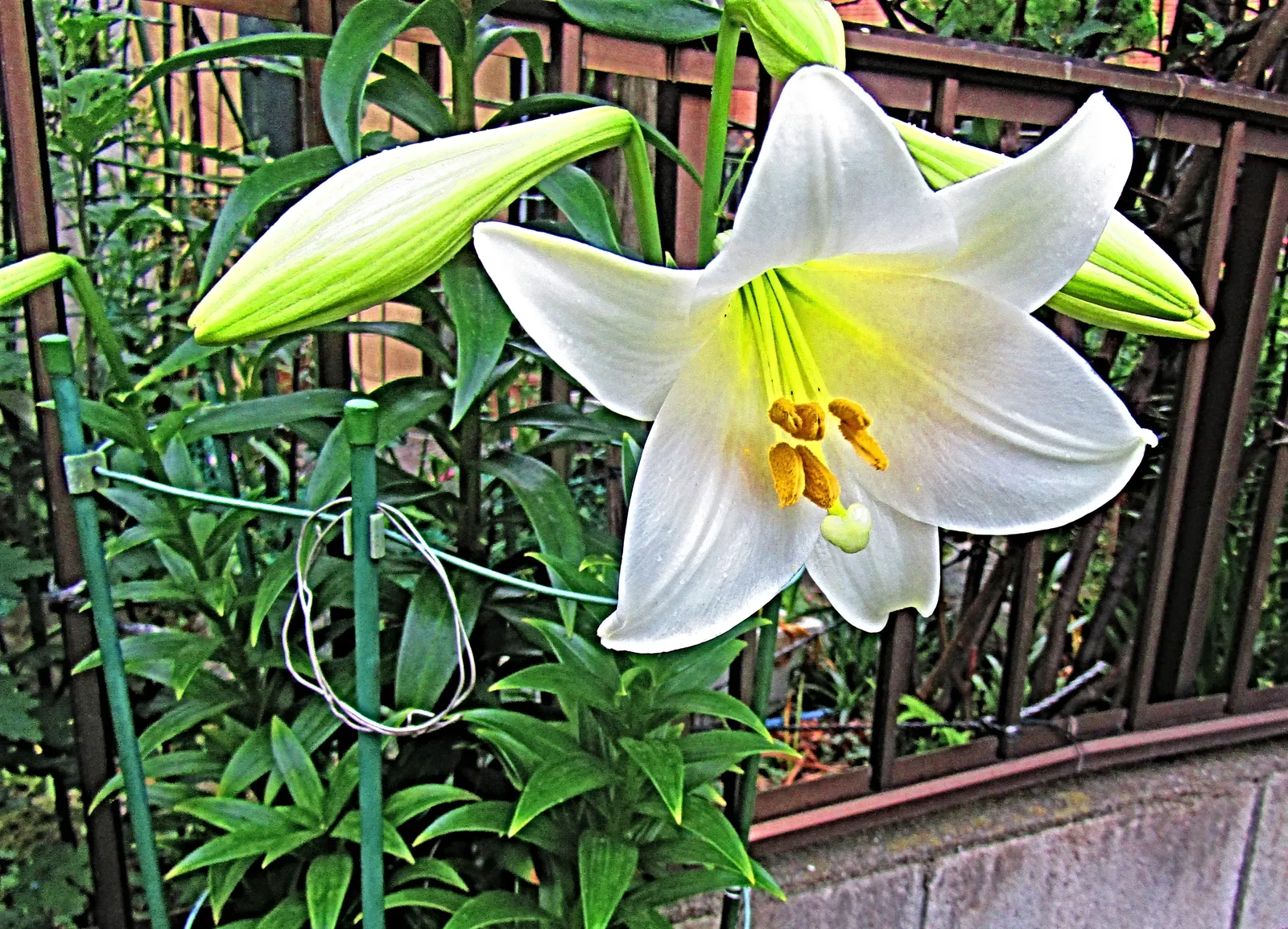 Easter Lily (Lilium Longiflorum) — Lilium longiflorum thrives in full sun to partial shade; to optimize its potential, image 114