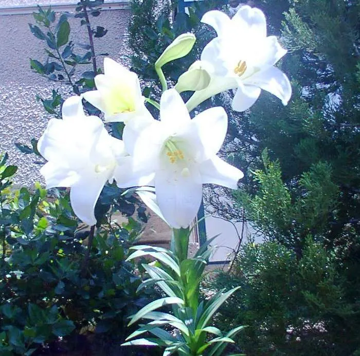 Easter Lily (Lilium Longiflorum) — it requires a site that offers at least six hours of direct sunlight and protection from harsh; cherished for, image 96