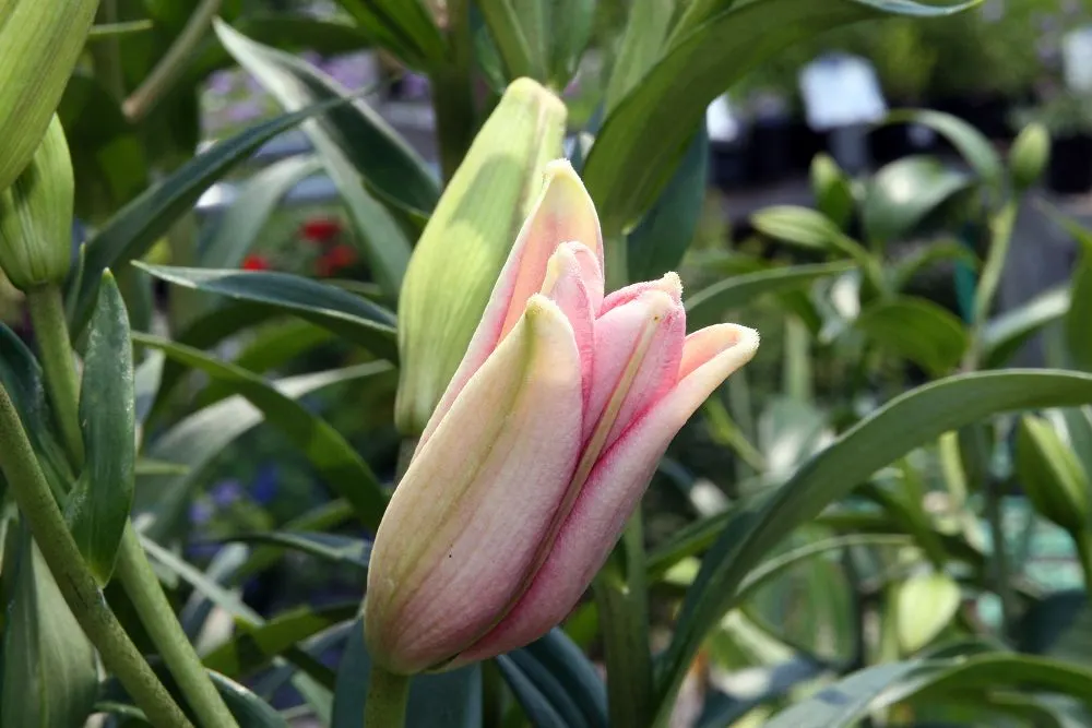 Easter Lily (Lilium Longiflorum) — Lilium longiflorum thrives in full sun to partial shade; to optimize its potential