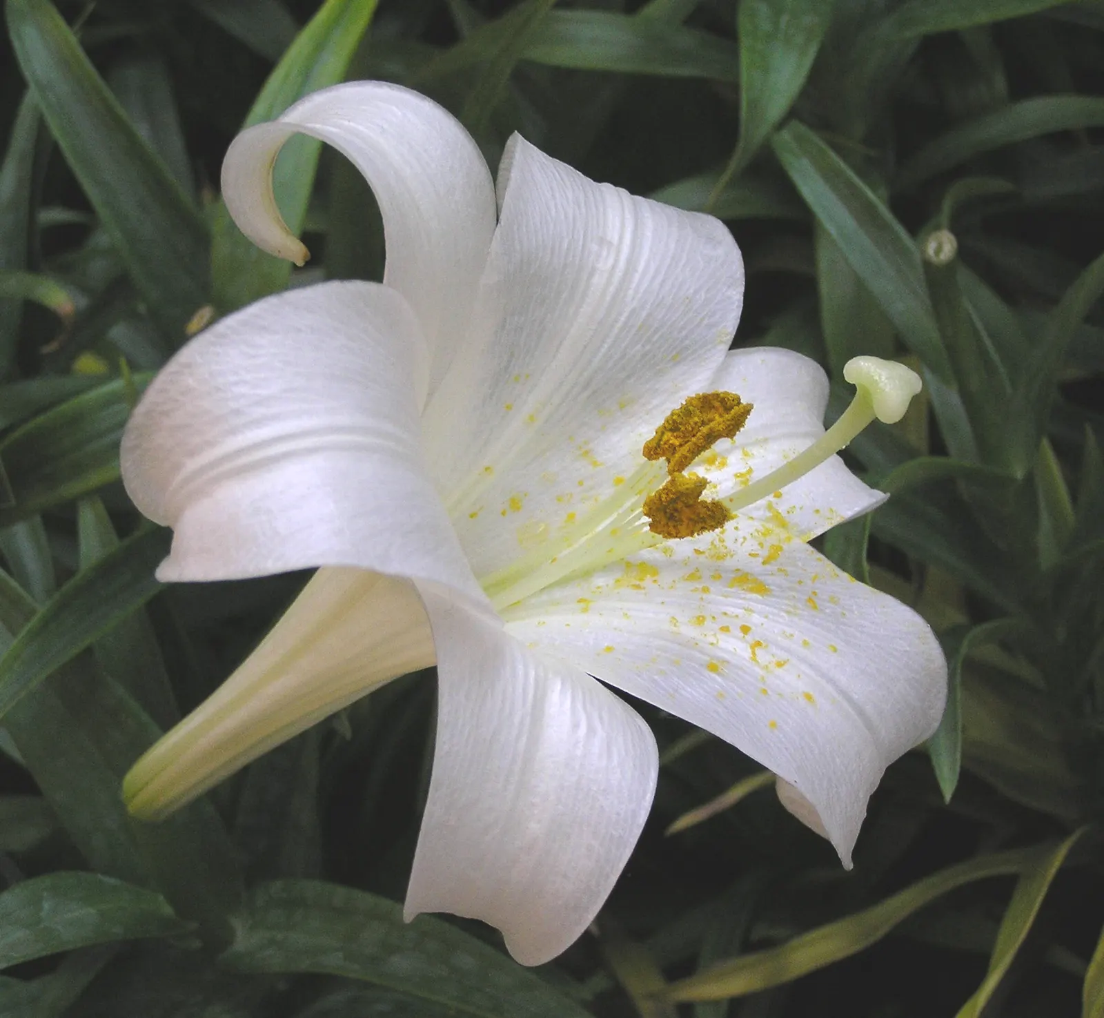 Easter Lily (Lilium Longiflorum) — To optimize its potential; fragrant white flowers that typically bloom in late spring to early summer, image 75