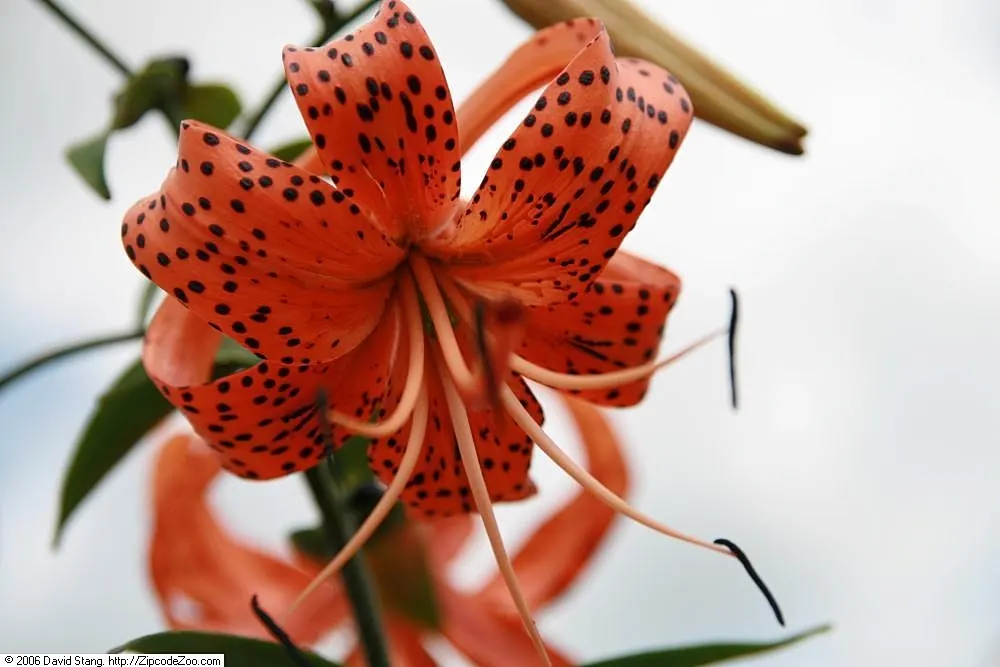 Easter Lily (Lilium Longiflorum) — is a heralded bulbous perennial; arrayed in an impressive display atop sturdy, image 108