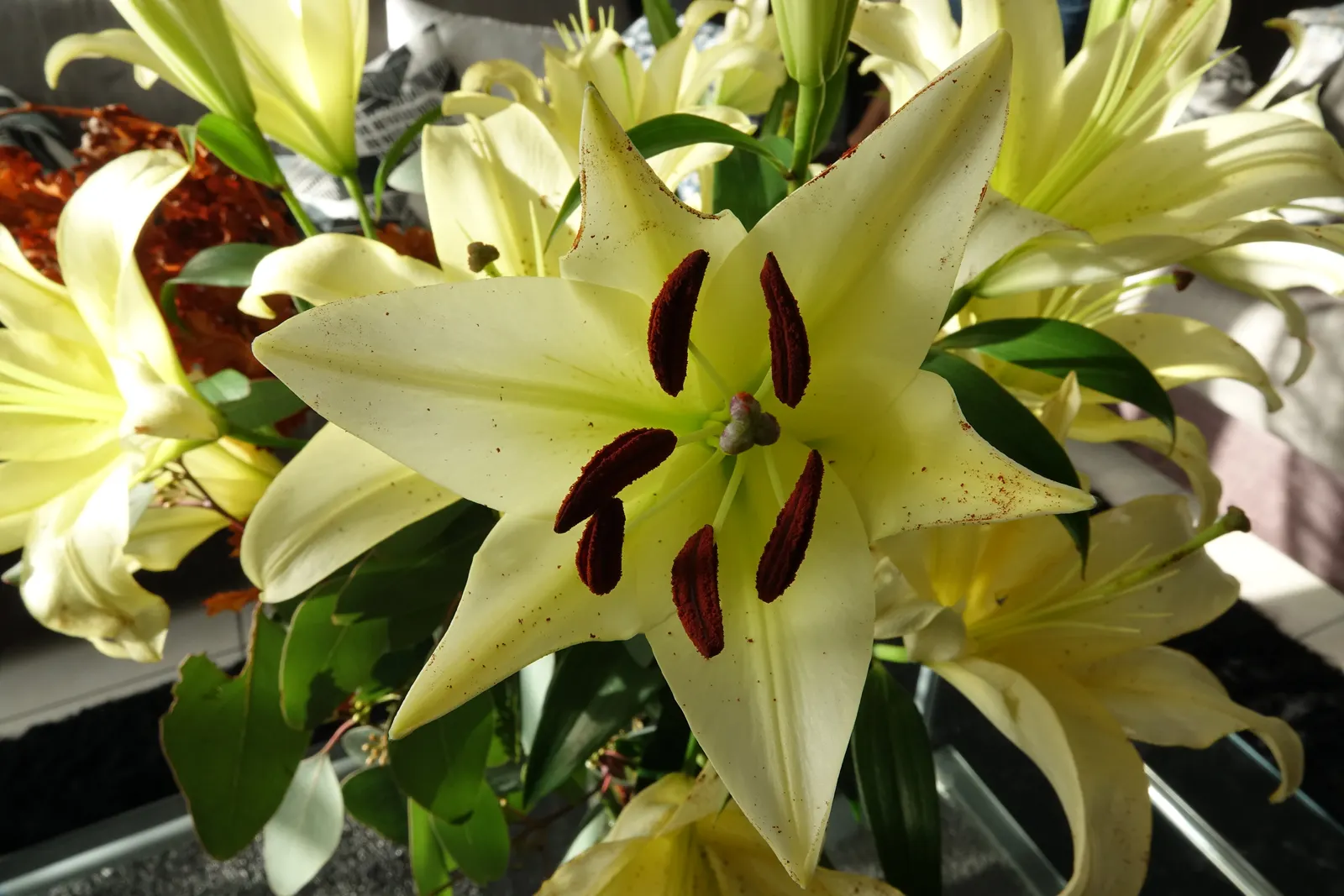 Easter Lily (Lilium Longiflorum) — To optimize its potential; fragrant white flowers that typically bloom in late spring to early summer, image 55