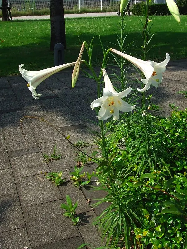 Easter Lily (Lilium Longiflorum) — Ideal for borders or as a focal point
