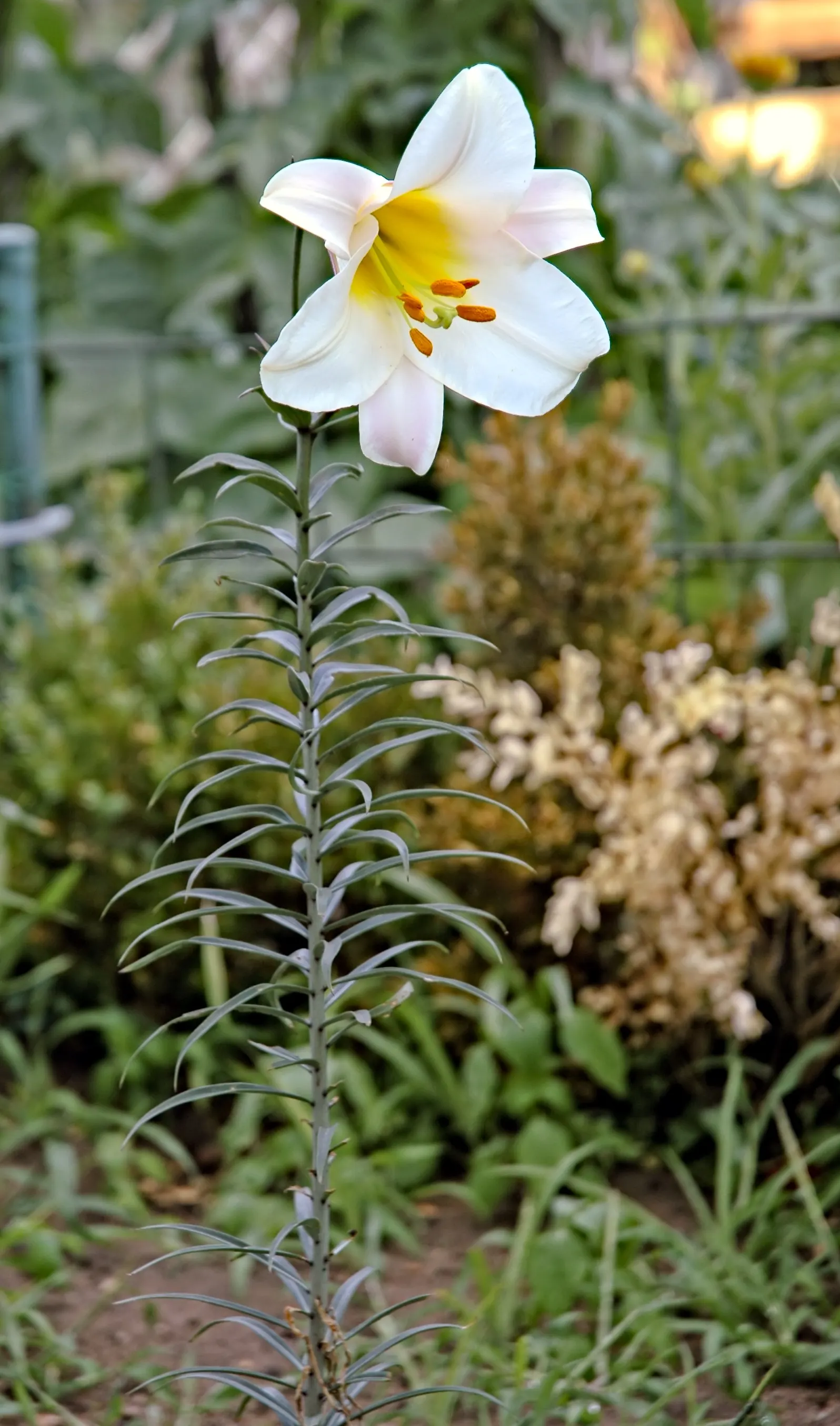 Easter Lily (Lilium Longiflorum) — To optimize its potential; fragrant white flowers that typically bloom in late spring to early summer, image 115