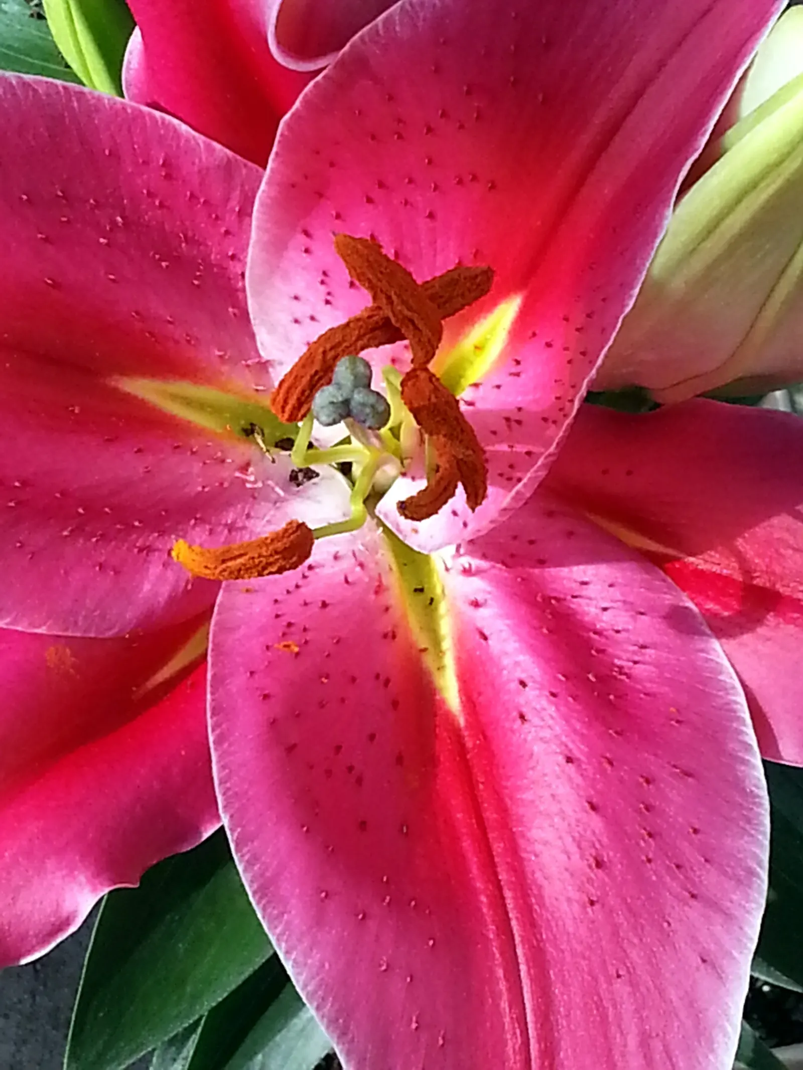 Easter Lily (Lilium Longiflorum) — multi-colored and white and yellow flowers in the garden; thriving in USDA zones 4-9, it requires well-drained soil in full