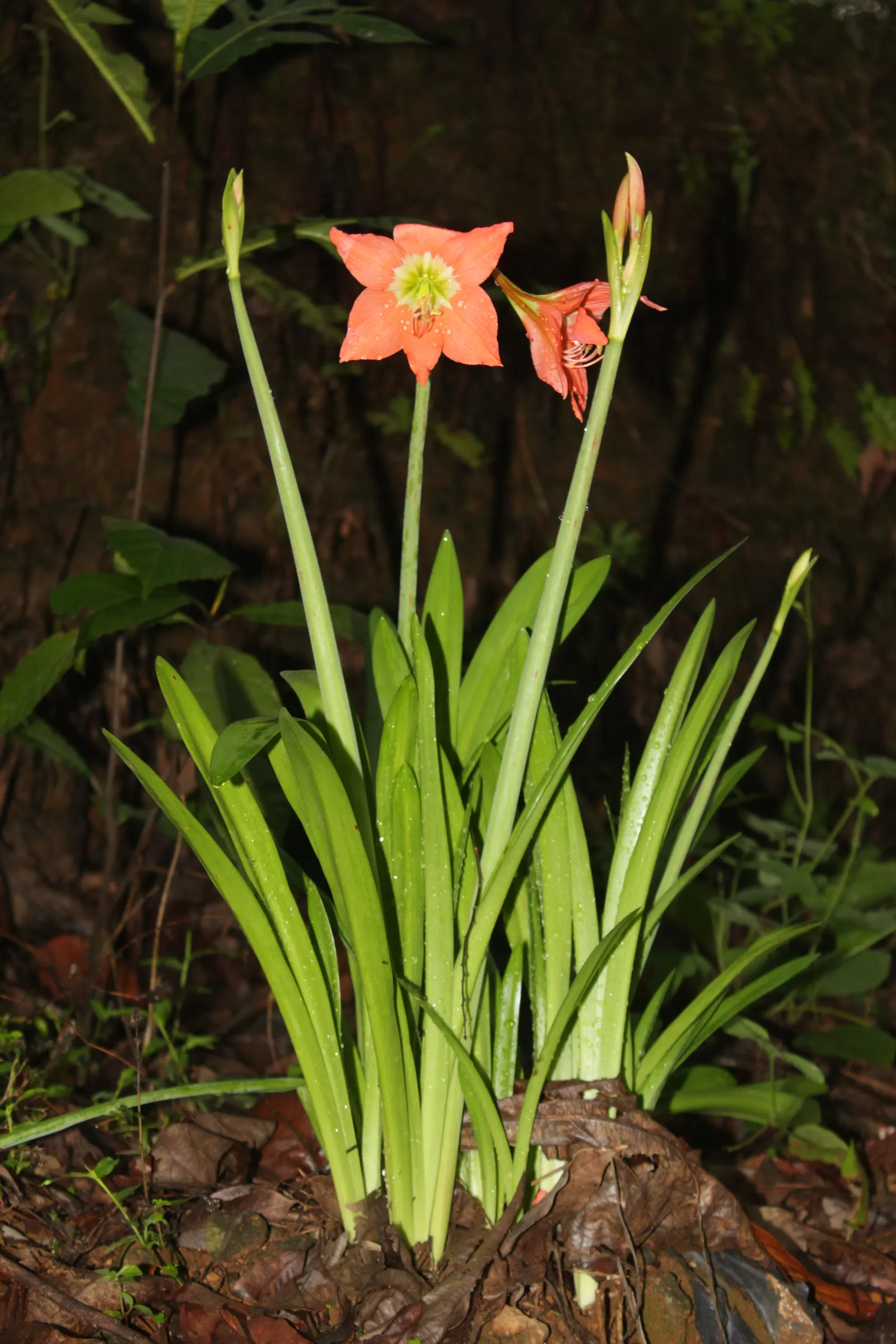Easter Lily (Lilium Longiflorum) — Thriving in USDA zones 4-9, it requires well-drained soil in full sun to partial shade