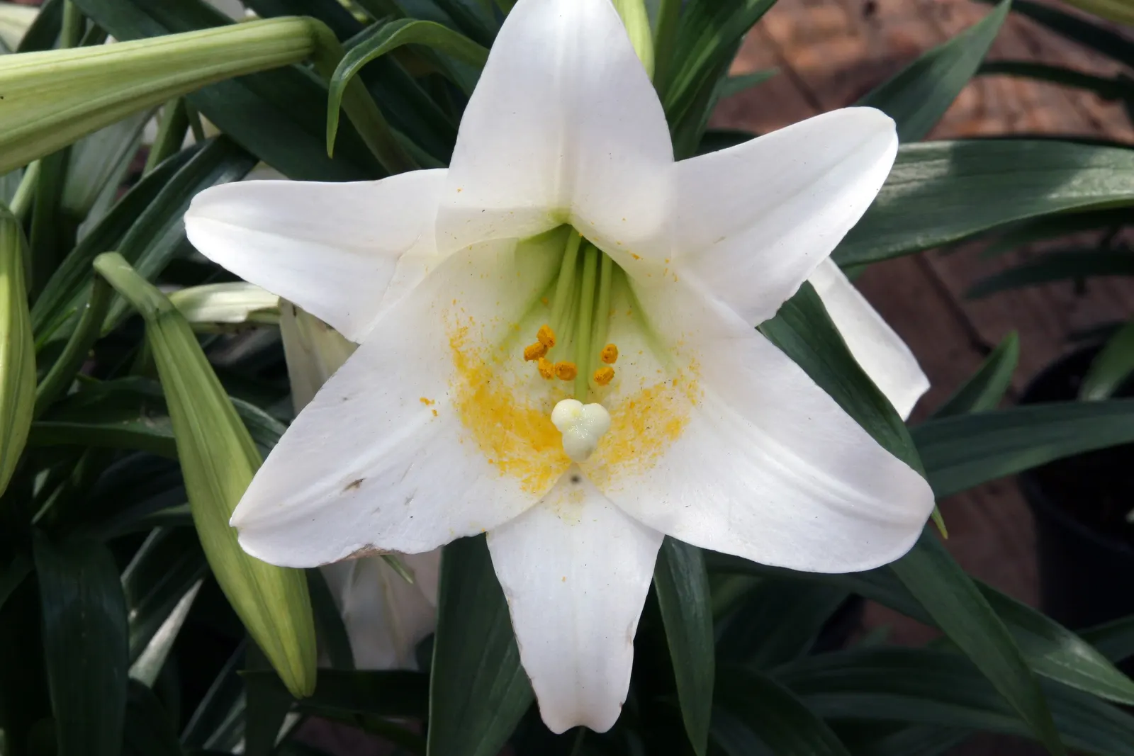 Easter Lily (Lilium Longiflorum) — the Easter Lily commands attention; lilium longiflorum thrives in full sun to partial shade, image 51