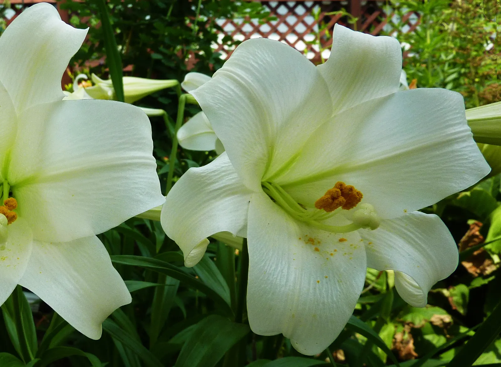 Easter Lily (Lilium Longiflorum) — cherished for its pristine; bulb for full or half