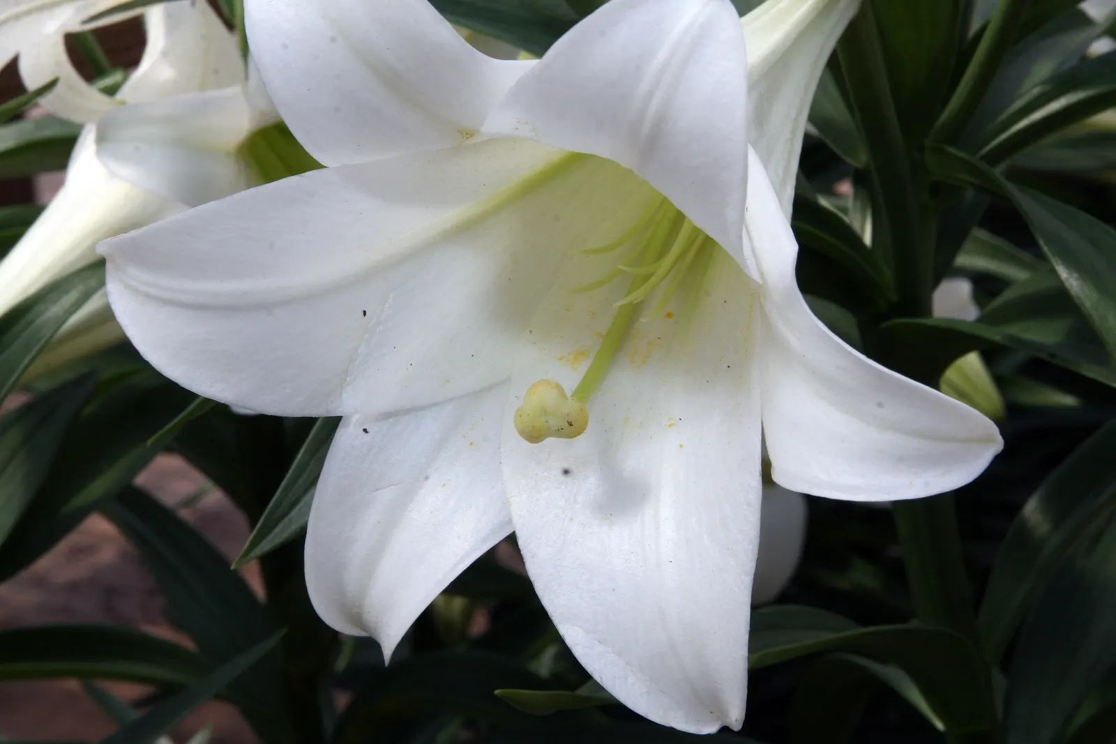 Easter Lily (Lilium Longiflorum) — cherished for its pristine; bulb for full or half, image 109