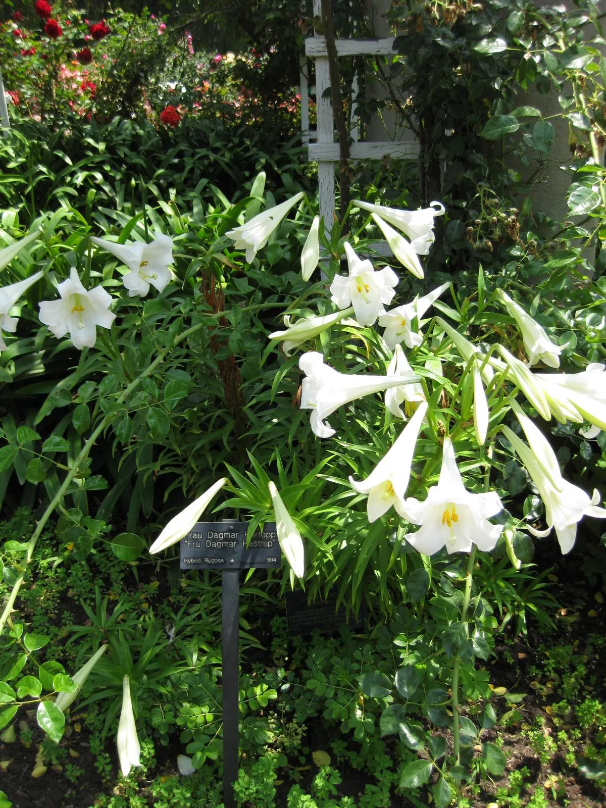 Easter Lily (Lilium Longiflorum) — To optimize its potential