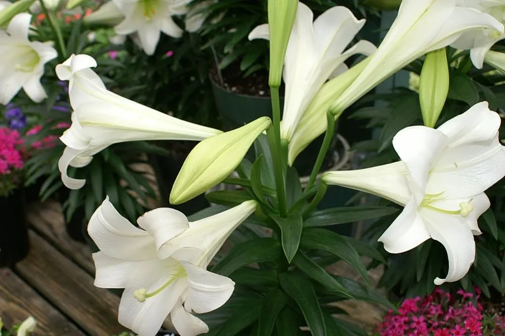 Easter Lily (Lilium Longiflorum) — bulb with multi-colored and white and yellow blooms; trumpet-shaped blossoms that exude an intoxicating fragrance, image 79