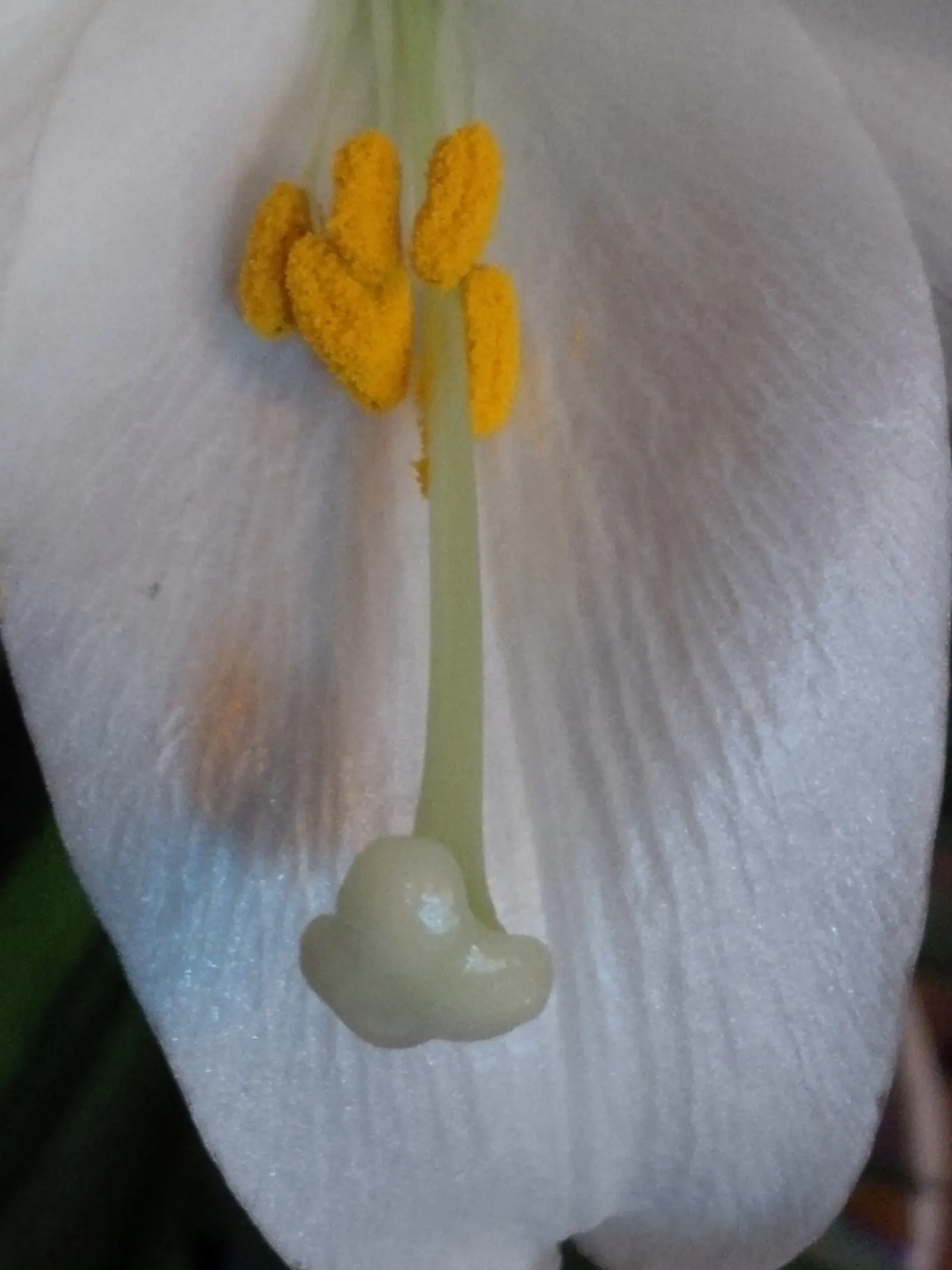 Easter Lily (Lilium Longiflorum) — Easter Lily (Lilium longiflorum) exudes elegance with its trumpet-shaped; mature height is about 18-36 inches with a spread