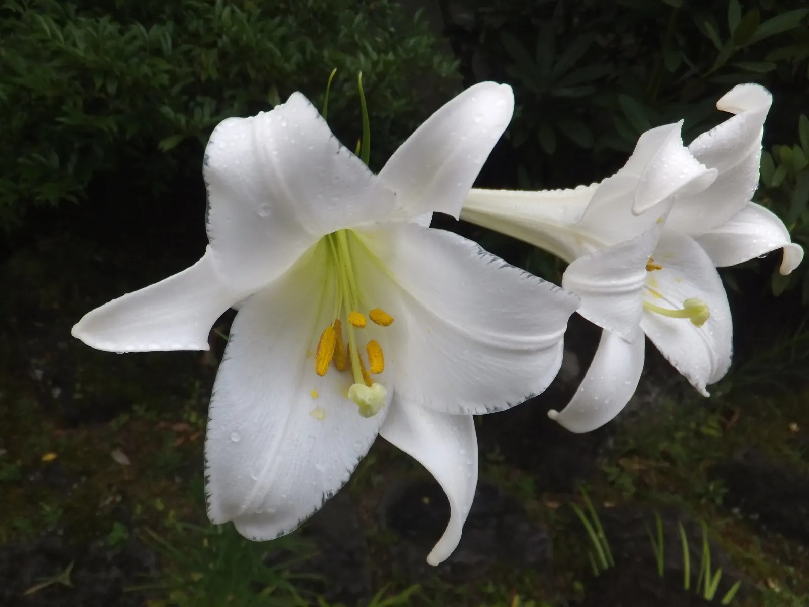 Easter Lily (Lilium Longiflorum) — Ideal for borders or as a focal point; the pristine white blooms can span 6 to 7 inches in length, image 45