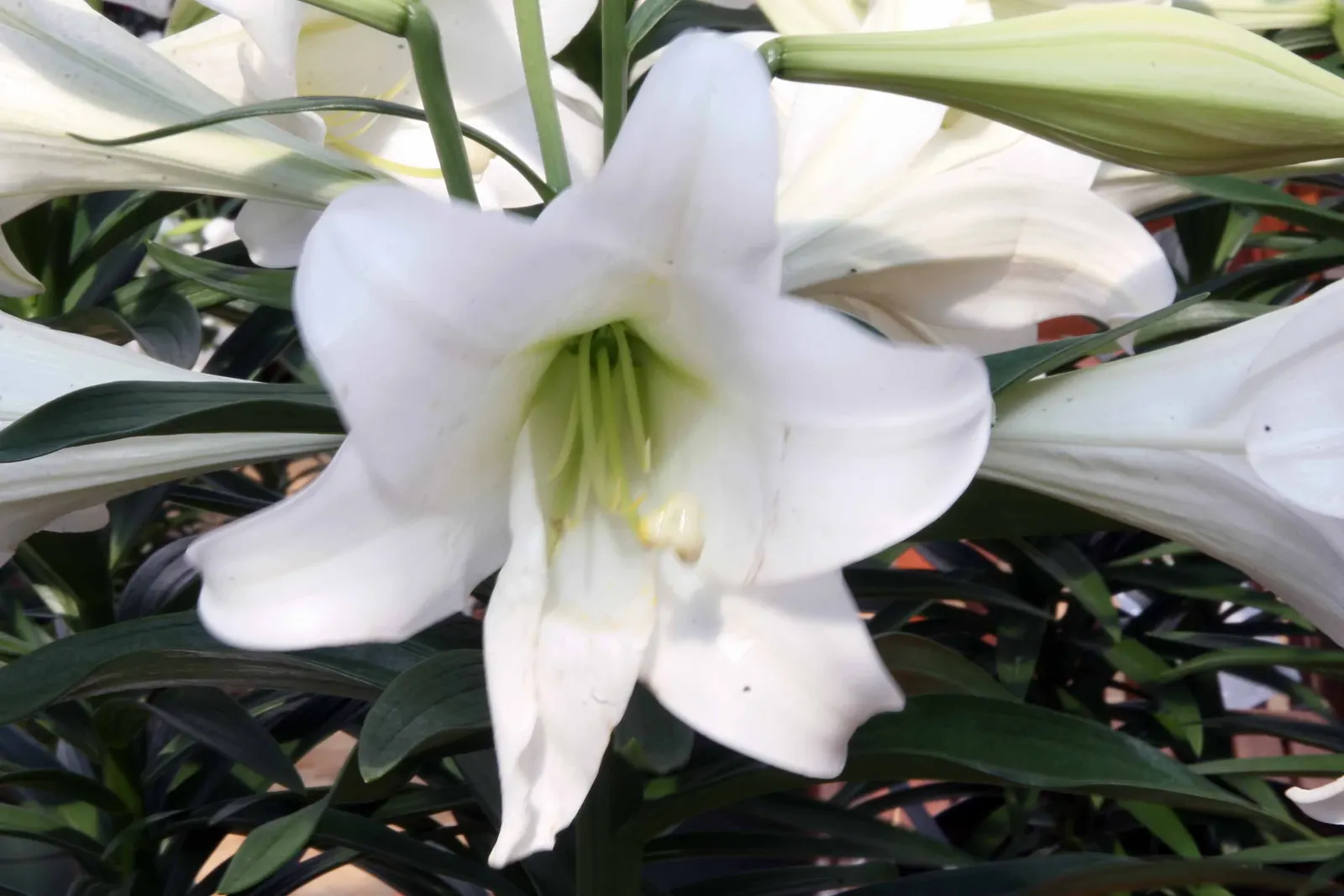 Easter Lily (Lilium Longiflorum) — enhancing any garden design or Easter display