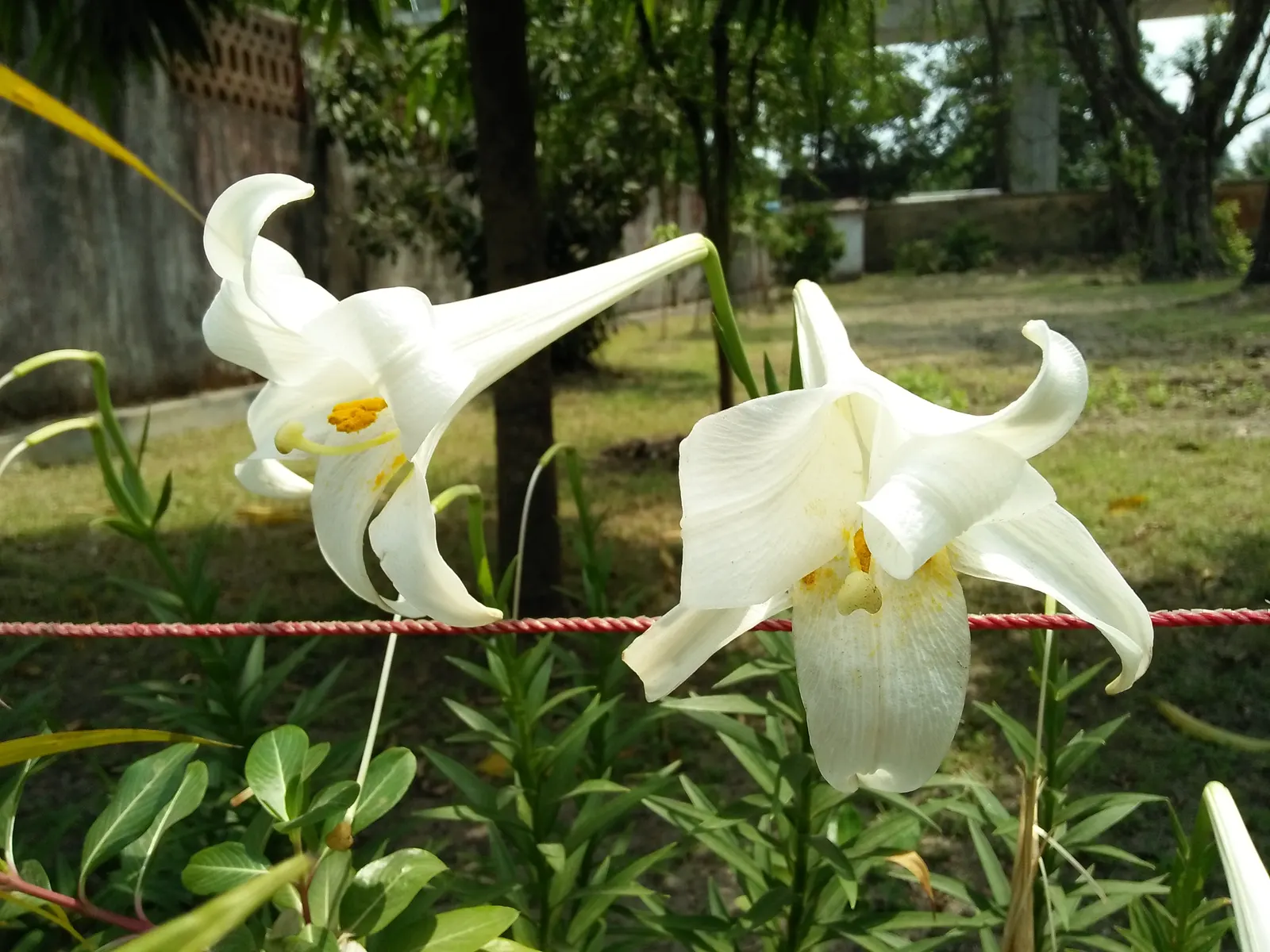 Easter Lily (Lilium Longiflorum) — cherished for its pristine