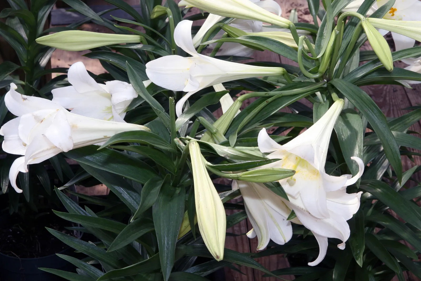 Easter Lily (Lilium Longiflorum) — To optimize its potential; fragrant white flowers that typically bloom in late spring to early summer, image 95