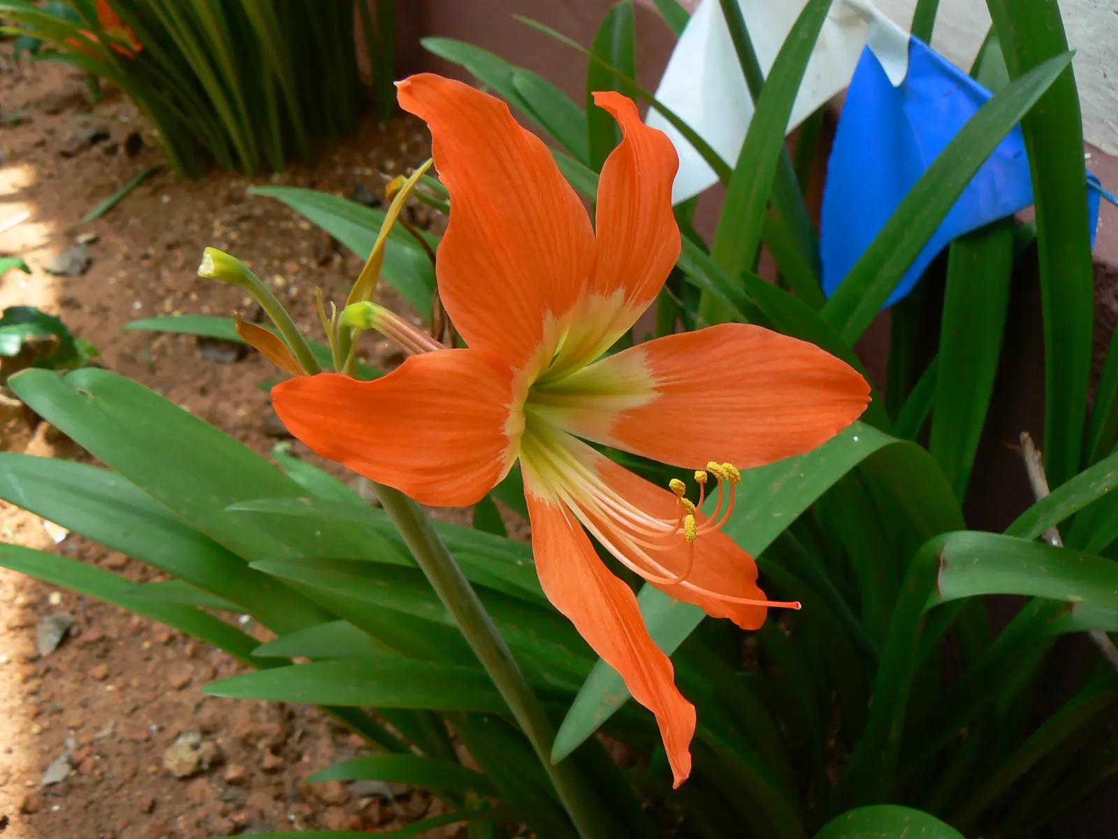 Easter Lily (Lilium Longiflorum) — is a heralded bulbous perennial; arrayed in an impressive display atop sturdy